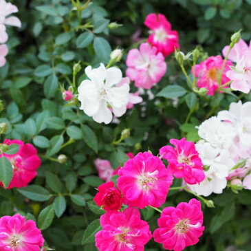 (送料無料) ウェルカムローズ ミニ薔薇の寄せ植え リース仕立て / ミニバラ ミニ薔薇 鉢植え 母の日 ギフト プレゼント 鉢植え 早割 花