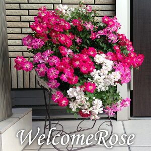 (送料無料) ウェルカムローズ ミニ薔薇の寄せ植え リース仕立て / ミニバラ ミニ薔薇 鉢植え 母の日 ギフト プレゼント 鉢植え 早割 花