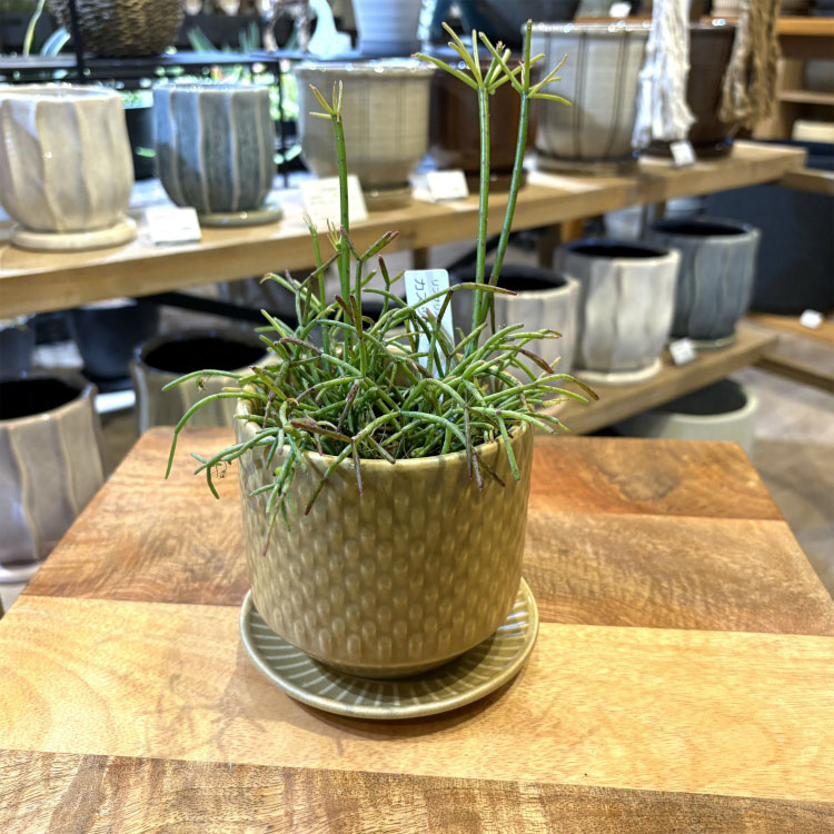 植木鉢 おしゃれ 陶器鉢 フィーカポット GP129-110 3.5号(11cm) 鉢底穴有り 受け皿...