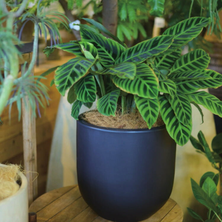 ココファイバー KT701-050 50g おしゃれな植木鉢 / マルチング材