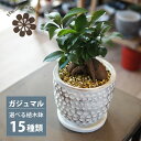 【植木鉢が選べる！】ガジュマル 幹太タイプ 4号 / 観葉植物 ニンジンガジュマル おしゃれ ミニ 卓上 陶器鉢 プレゼント 母の日 (一部..