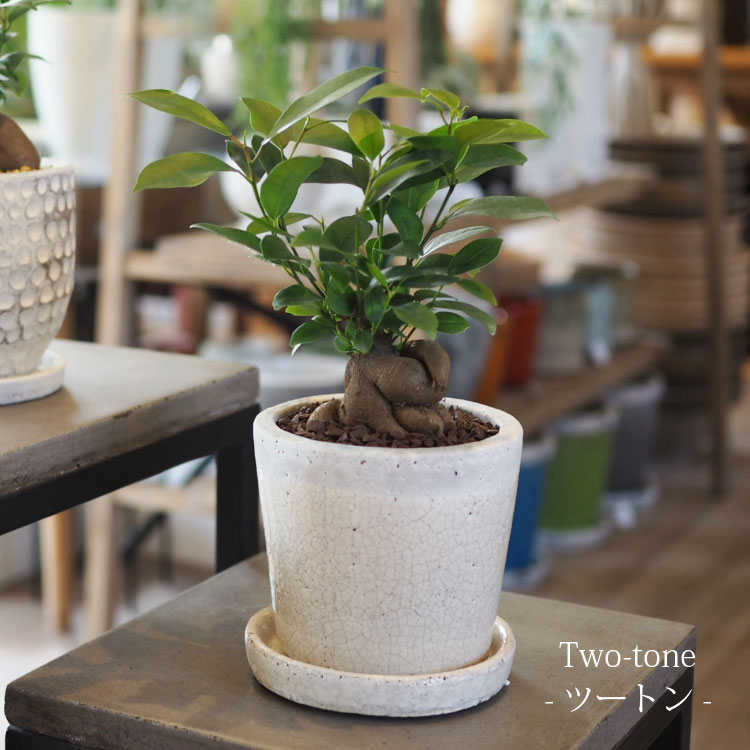 �ڿ���ȭ�����٤롪�ۥ�����ޥ� ���������� 4�� / ���տ�ʪ �˥󥸥󥬥���ޥ� ������� �ߥ� ��� ƫ��ȭ �ץ쥼��� ����� (�����ϰ�����̵��)
