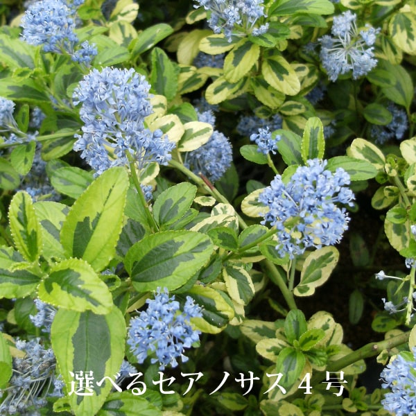 (一部地域送料無料) セアノサス 選べる品種 2株セット 4号 / パシフィックブルー・エルドラド・パールローズ・スノーフリューリー・エミリーブラウンのサムネイル