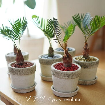 送料無料 ミニ蘇鉄 3号 選べるこだわりの植木鉢！ / 観葉植物 ソテツ 陶器鉢 インテリア 卓上 プレゼント