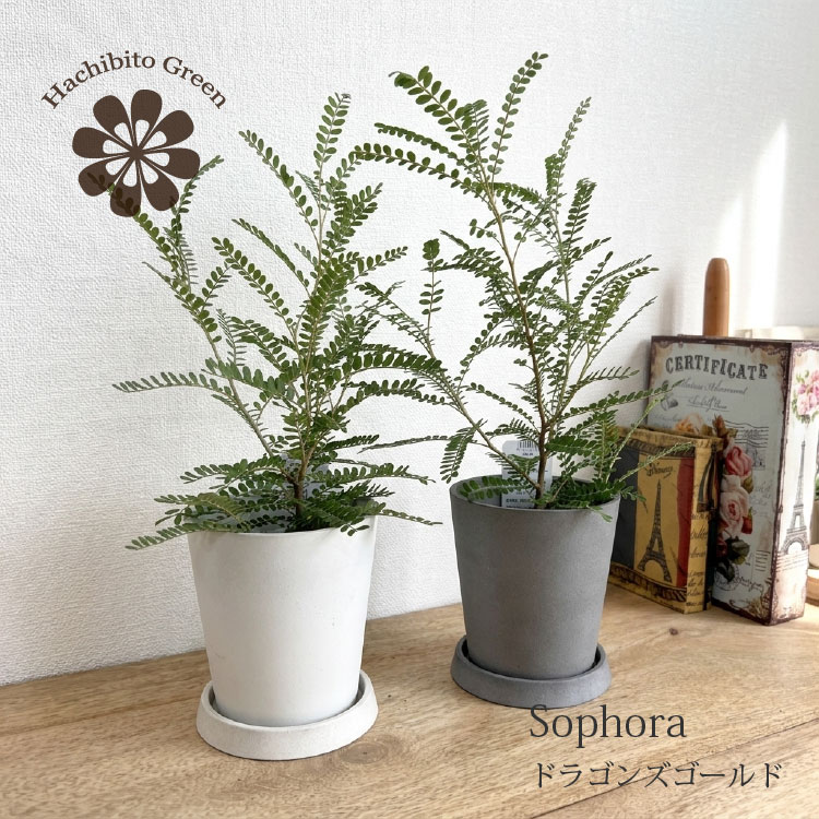 楽天市場】ソフォラ（花・観葉植物｜花・ガーデン・DIY）の通販