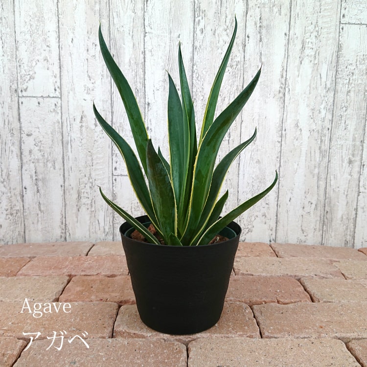 【数量限定】一部地域送料無料 アガベ ベネズエラ 5号 / おしゃれな植木鉢・観葉植物
