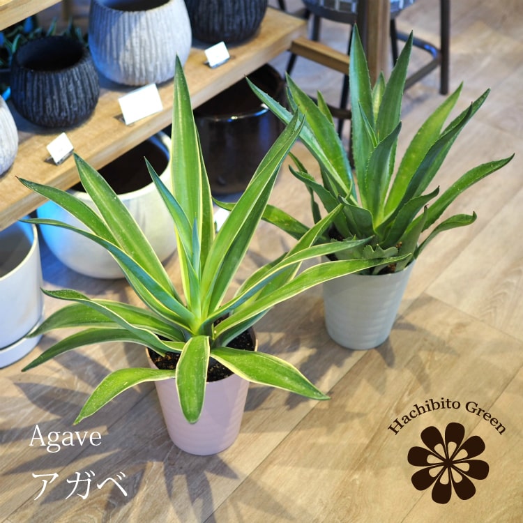 楽天市場】アガベ アメリカーナ(観葉植物|花・観葉植物):花 楽天市場】アガベ アメリカーナ(観葉植物|花・観葉植物):花
