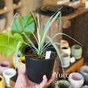 【数量限定】一部地域送料無料 ユッカ リギダ 4号 / おしゃれな植木鉢 観葉植物 ロストラータ近縁種