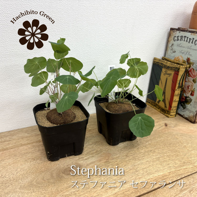 楽天市場】塊根植物（種類（植物）ステファニア）の通販