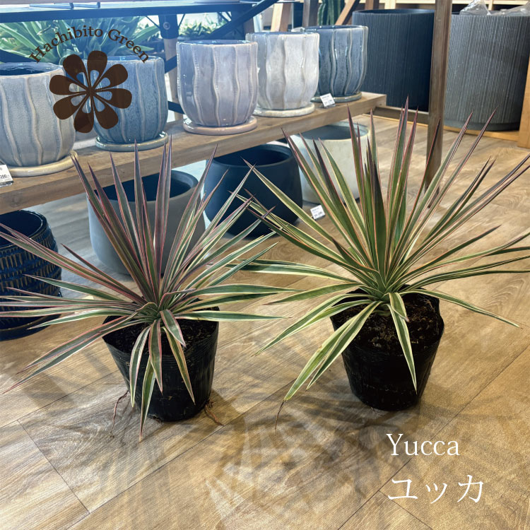 楽天市場】ユッカ ロストラータ（サイズ（植木鉢）4 ～ 6号）の通販