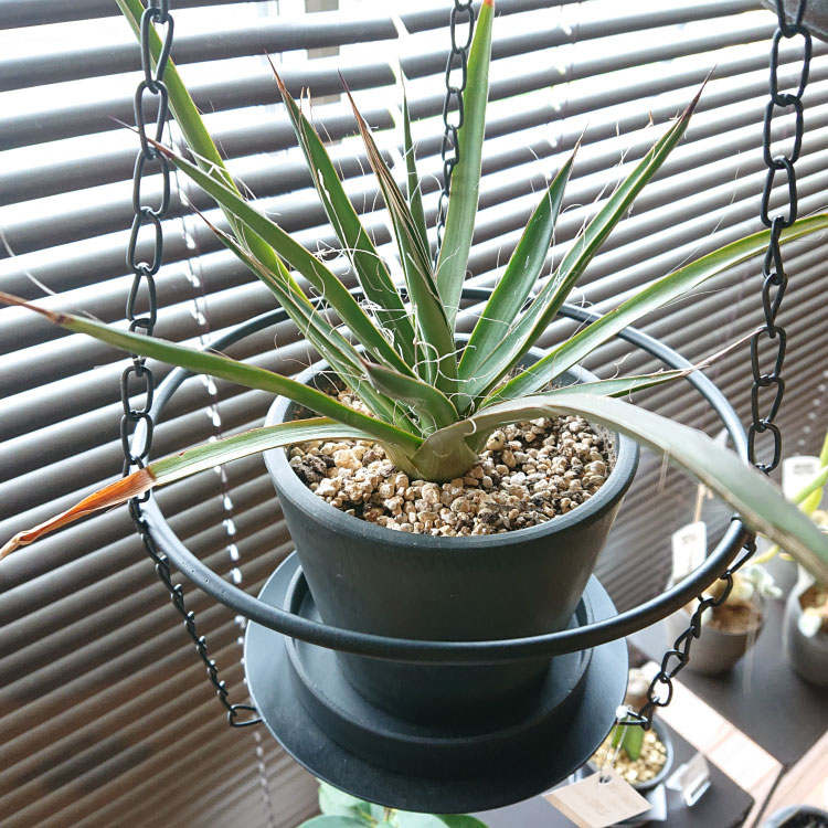 植木鉢 おしゃれ 軽量 BLACKPOT ブラックポット MA101-120 4号(12cm) 鉢底穴有り・...
