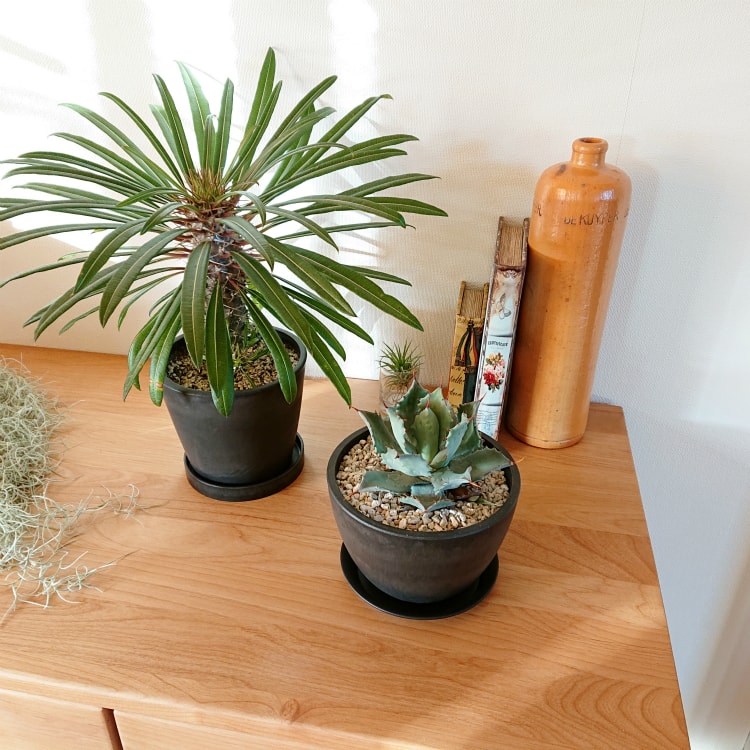 植木鉢 おしゃれ 軽量 BLACKPOT ブラックポット MA102-150 5号(15cm) 鉢底穴有り・...