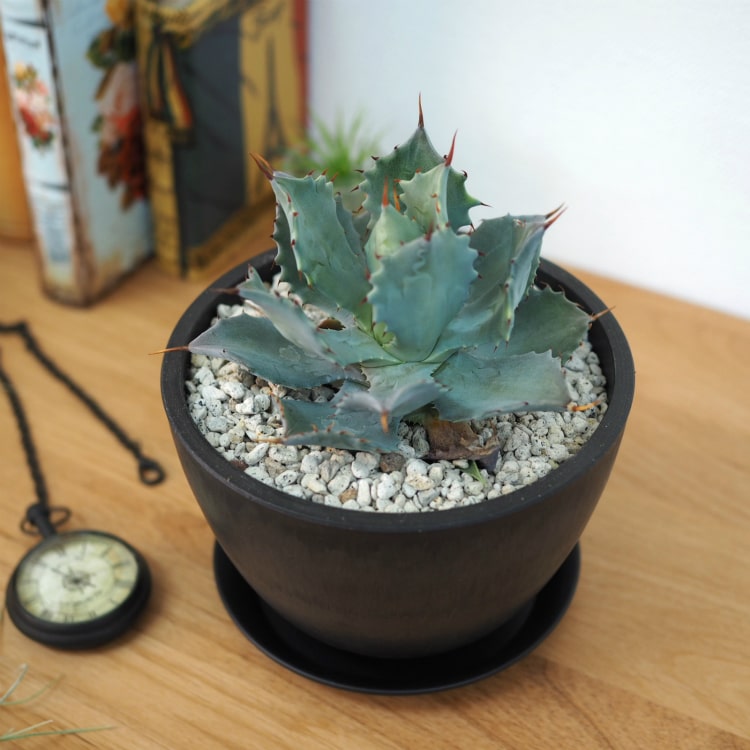 植木鉢 おしゃれ 軽量 BLACKPOT ブラックボウルポット MA104-150 5号(15cm) 鉢底穴...