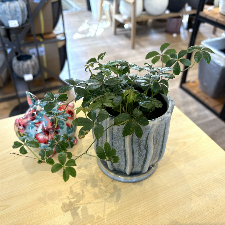 植木鉢 おしゃれ 陶器鉢 サティポット MM0...の紹介画像3