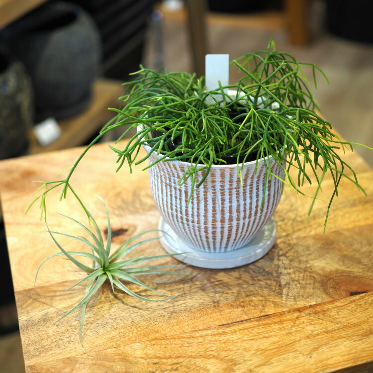 植木鉢 おしゃれ 陶器鉢 ラインポット MM083-125 4号(12.5cm) 鉢底穴有り 受け皿付...