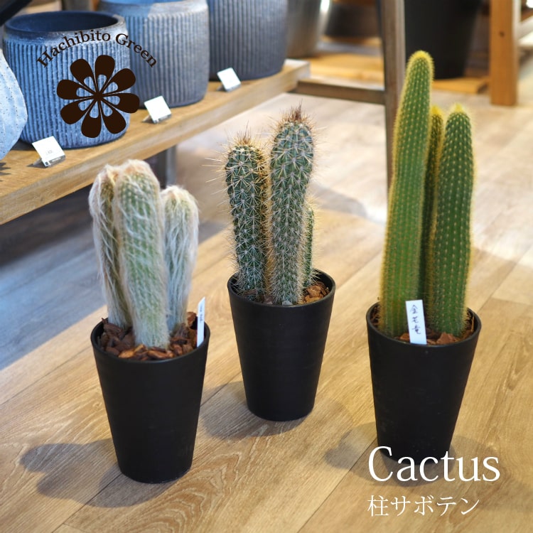 (一部地域送料無料) 柱サボテン 4号(12cm) 選べるこだわりの品種！ / サボテン 多肉植物 おしゃれ インテリアのサムネイル
