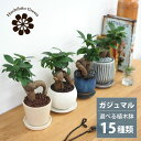 (一部地域送料無料) ミニ ガジュマル カラーポットアレンジ 受け皿付き 2.5〜3号(8〜10cm) 【複数購入割引対象】