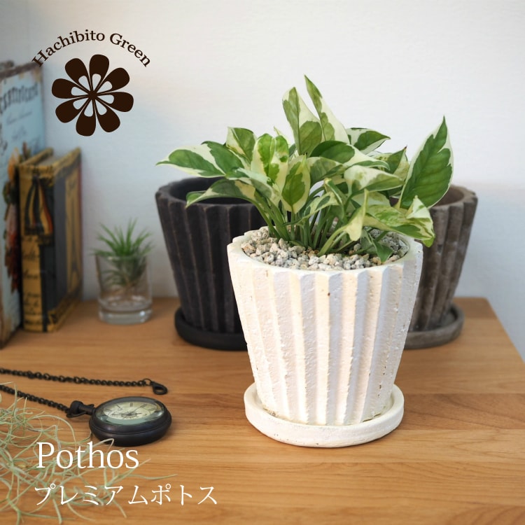 (一部地域送料無料) ポトス エンジョイ・グローバルグリーン・マーブルクイーン・ライム・ゴールデン ラインポットアレンジ 受け皿付き 4号(12cm)のサムネイル