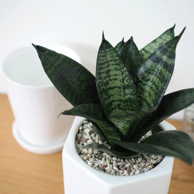 どの葉っぱが好み トイレにおすすめの観葉植物11選 風水的な選び方も解説 暮らし の