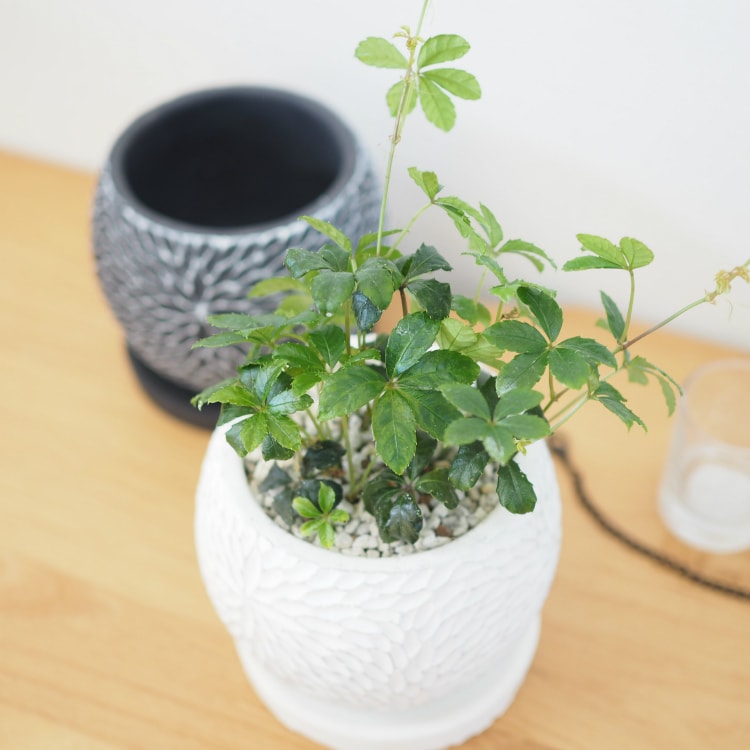 (�����ϰ�����̵��) ���奬���Х��� �ե�����ݥåȥ���� �������դ� 4��(12cm)