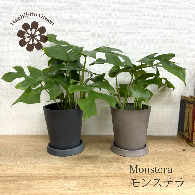 (一部地域送料無料) 選べる品種 モンステラ 3.5号～6号 高さ約35-100cm / 観葉植物 ヒメモンステラ 姫モンステラ ギフト 3.5号 4号 5号 6号