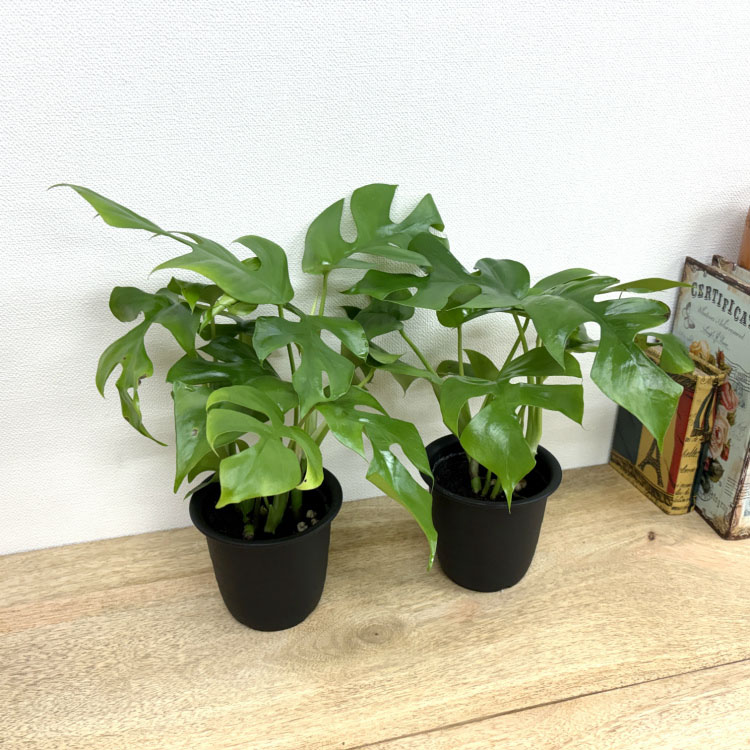 Rakuten - (一部地域送料無料) 選べる品種 モンステラ 3.5号～6号 高さ約35-100cm / 観葉植物 ヒメモンステラ 姫モンステラ ギフト 3.5号 4号 5号 6号