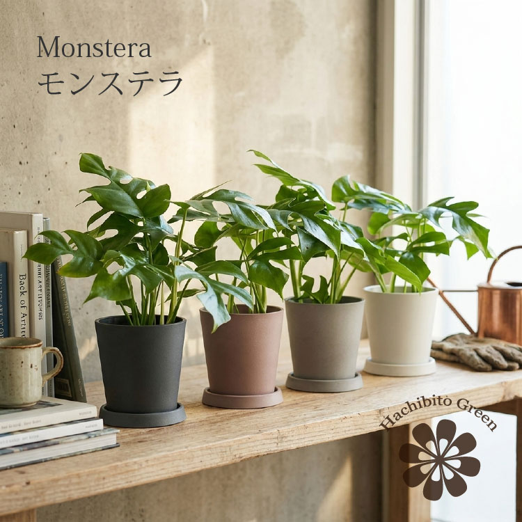 楽天市場】モンステラ 4号の通販