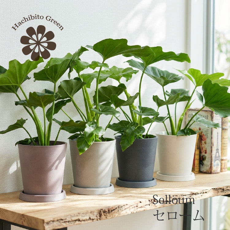 楽天市場】植木鉢 4号（花・観葉植物｜花・ガーデン・DIY）の通販