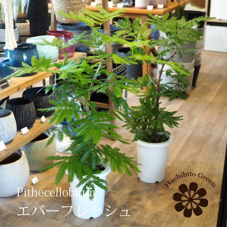 (一部地域送料無料) エバーフレッシュ 7号 高さ約80-90cm / 観葉植物・ネムノキ