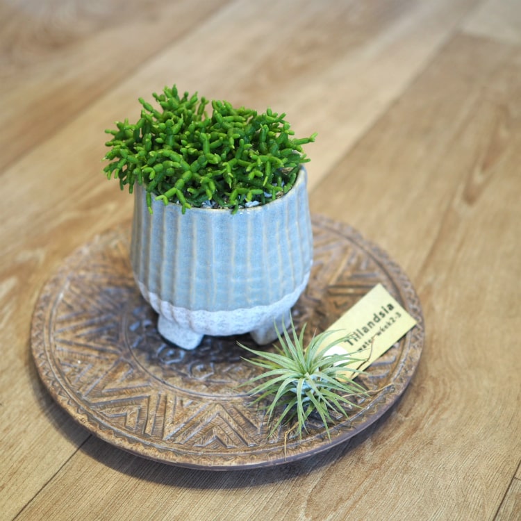 (�����ϰ�����̵��) ��ץ��ꥹ ƫ��ȭ���å� 3���10cm��/ �򡦥ۥ磻�ȡ��С����꡼����奵����