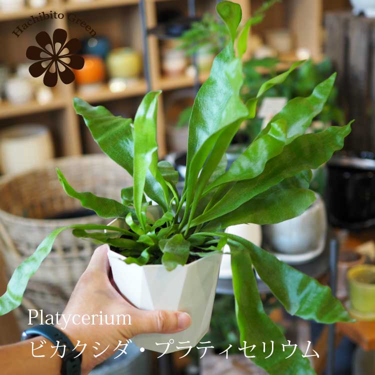 (一部地域送料無料) コウモリラン ビカクシダ 3.5号 (11cm) / 観葉植物 室内 インテリア 初心者にもおすすめ