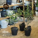 (一部地域送料無料) 選べる品種＆現品発送 オリーブ 5号 / シンボルツリー 新築祝い 室内観葉植物