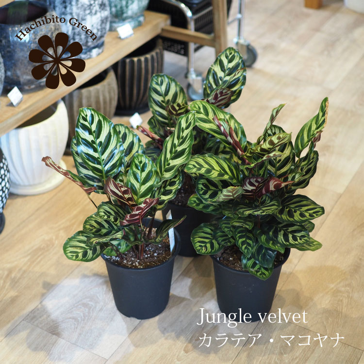 Calathea （Makoyana） - (一部地域送料無料) カラテア マコヤナ 4号～5号 / アジアンテイスト ギフト プレゼント 新築祝い 室内観葉植物
