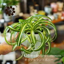 オリヅルラン (一部地域送料無料) オリヅルラン ボニー 4号 / カール 新品種 ギフト プレゼント 新築祝い 室内観葉植物