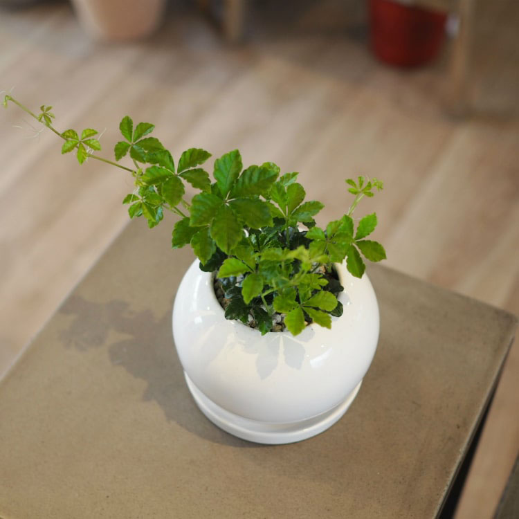 ����ȭ ������� ����ץ�ݥå� RR072-125 4��(12.5cm) ȭ���ͭ�� �������դ� ƫ��ȭ �ۥ磻�� �� �ݷ� ��������