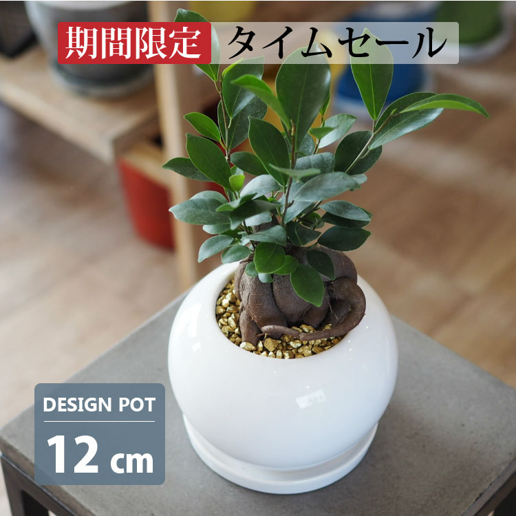 【タイムセール一部地域送料】植木鉢 おしゃれ シンプルポット RR072-125 12.5cm 4号 / 陶器鉢 白 丸型