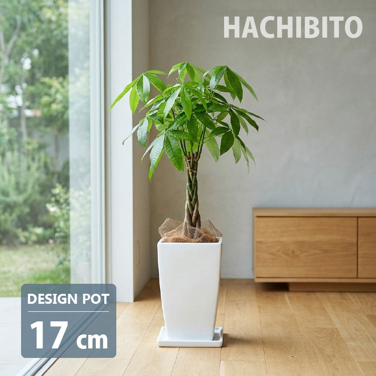 楽天市場】植木鉢 四角 陶器の通販