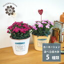 【在庫有り!母の日】植木鉢が選べる! カーネーション 6号 プレゼント (一部地域送料無料) 贈答品 合成樹脂ポット 鉢カバー おしゃれ インテリア モダン ヨ...
