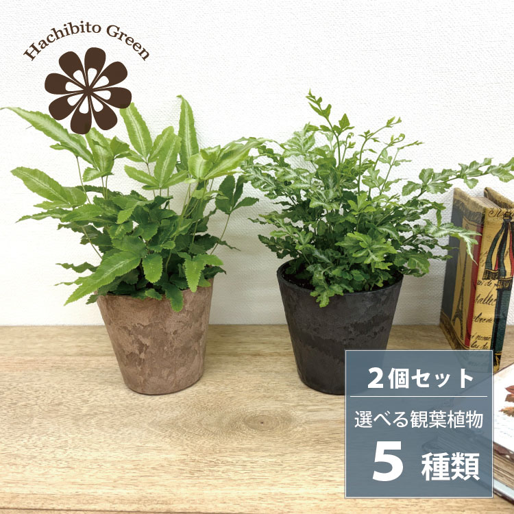 商品画像2