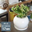 観葉植物（売れ筋ランキング） 一部地域送料無料 5種類から選べる プレミアムポトス 4号 / 観葉植物 おしゃれ インテリア 卓上 エンジョイ グローバルグリーン 陶器鉢 プレゼント