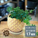 ミニ観葉植物 一部地域送料無料 シュガーバイン 4号 選べる植木鉢 / 観葉植物 おしゃれ インテリア ミニ 卓上 陶器鉢 プレゼント