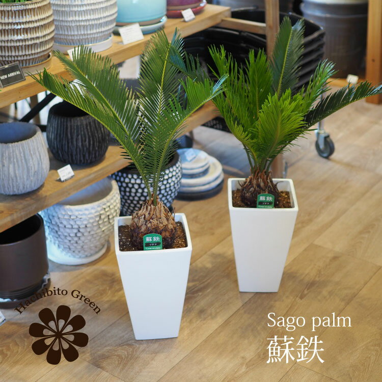 【数量限定】一部地域送料無料 蘇鉄 6号 角型トール鉢 / おしゃれな植木鉢・観葉植物