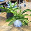 (一部地域送料無料) コウモリラン ジオメトリーポット アレンジ 5号 (14.5cm) / 観葉植物 プラティセリウム