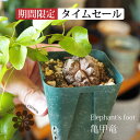 【タイムセール一部地域送料無料】亀甲竜 ディオスコレア・エレファンティペス 2号 Sサイズ 塊直径2~3cm / おしゃれな植木鉢・観葉植物