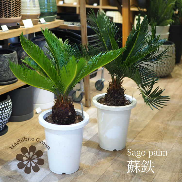 楽天市場】サイカス(観葉植物|花・観葉植物):花・ガーデン 楽天市場】サイカス(観葉植物|花・観葉植物):花・ガーデン
