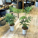 (一部地域送料無料) エバーフレッシュ 5号 高さ約60-70cm / 観葉植物・ネムノキ