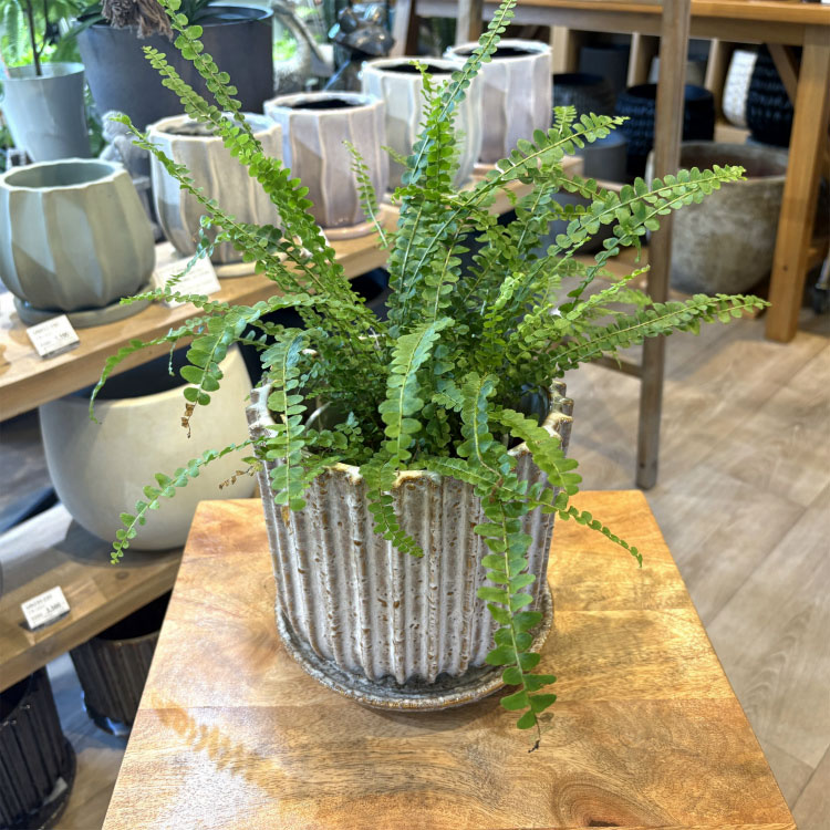 ����ȭ ������� ƫ��ȭ ���ץ����åȥݥå� YD022-115 3.5��(11.5cm) ȭ���ͭ�� �������դ� ����� �¥ƥ����� �ݷ� �����ܥ꡼ �ͥ��ӡ� �֥饦��