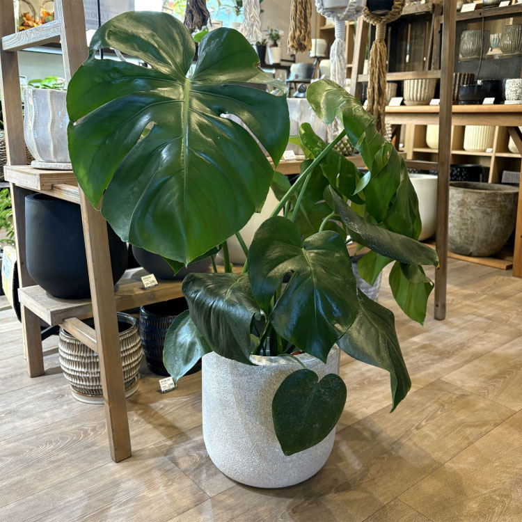 植木鉢 おしゃれ アンティークアイアンポット YS4525-325 10.5号(32.5cm) インテリ...