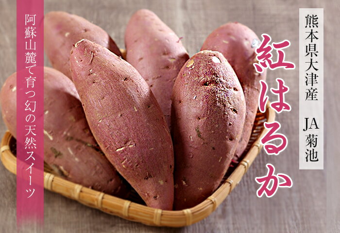 さつまいも 紅はるか 秀品 L〜2Sサイズ 5kg 熊本県 大津産 JA菊池 べにはるか 蜜芋 ギフト お取り寄せ ■