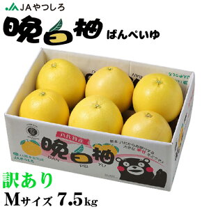 お歳暮 みかん 晩白柚 ばんぺいゆ 訳あり Mサイズ 6玉 7.5kg 熊本県産 JAやつしろ ミカン 蜜柑 ギフト お取り寄せ